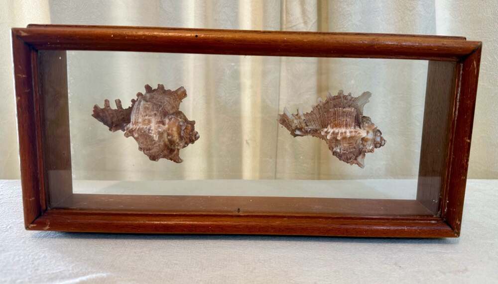 Transart Vintage Framed Murex Sea Shell Wall Art Decor